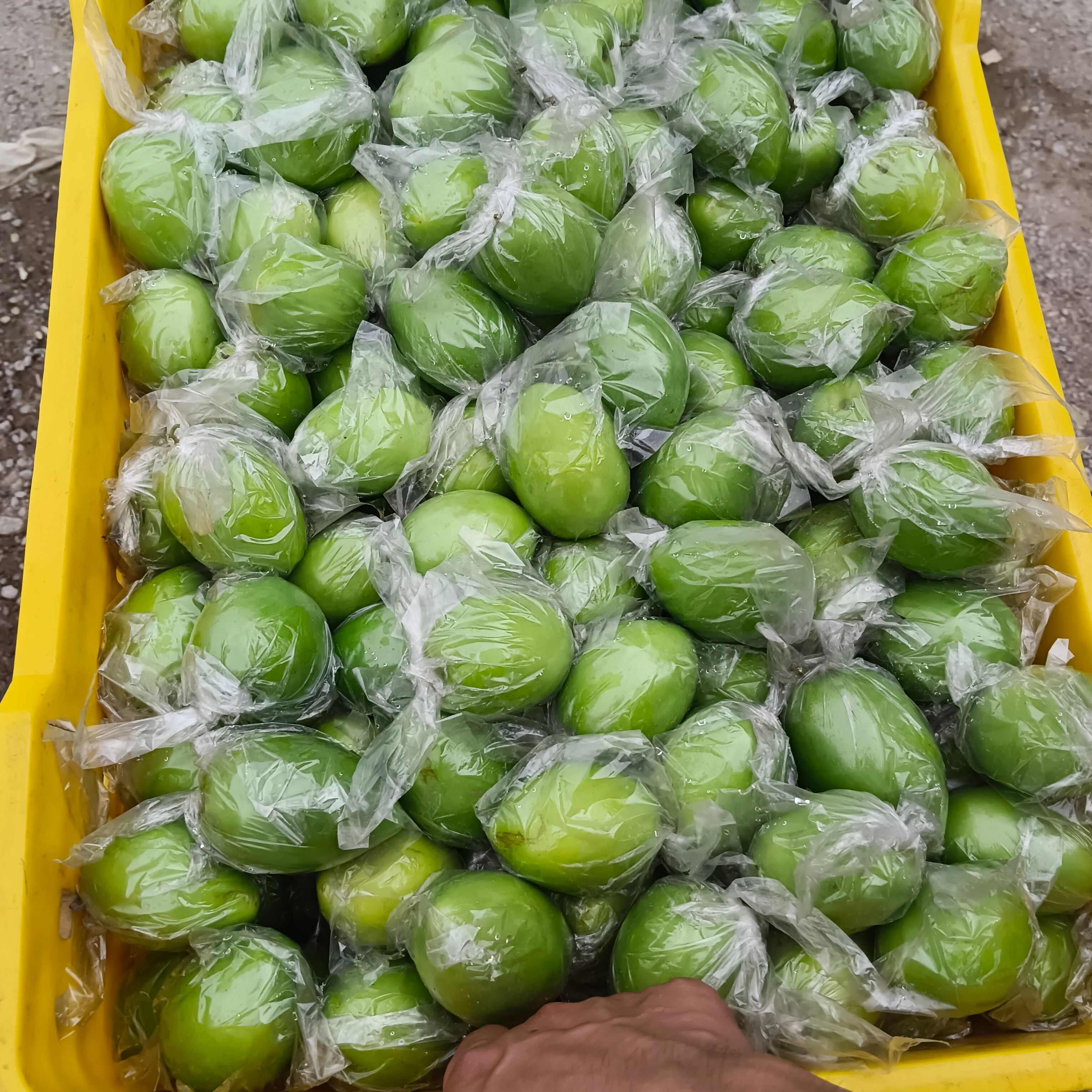 广西青枣牛奶枣大量现货供应，量大价优，对接全国客商，欢迎来电