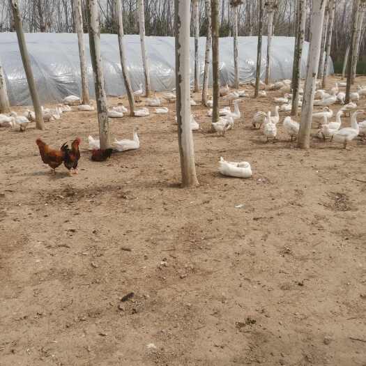 西华县散养老鹅，下蛋母鹅，受精鹅蛋，
