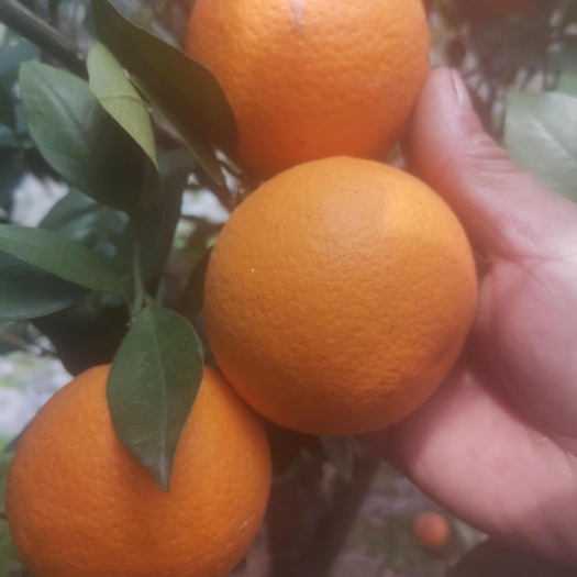 山地夏橙
