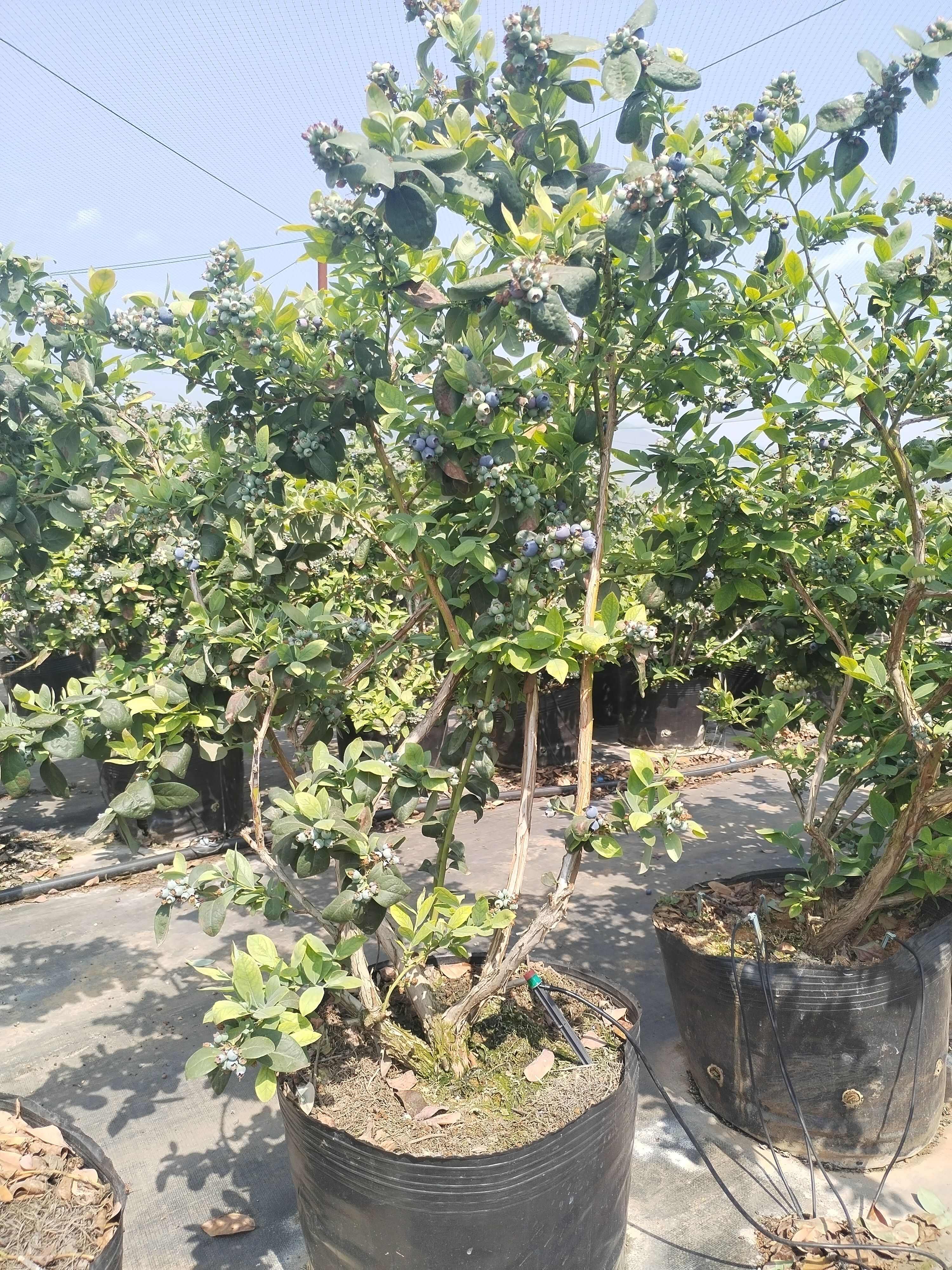 云南澄江三年老树蓝莓盆栽带花带果枝繁叶茂挂果约2-3公斤