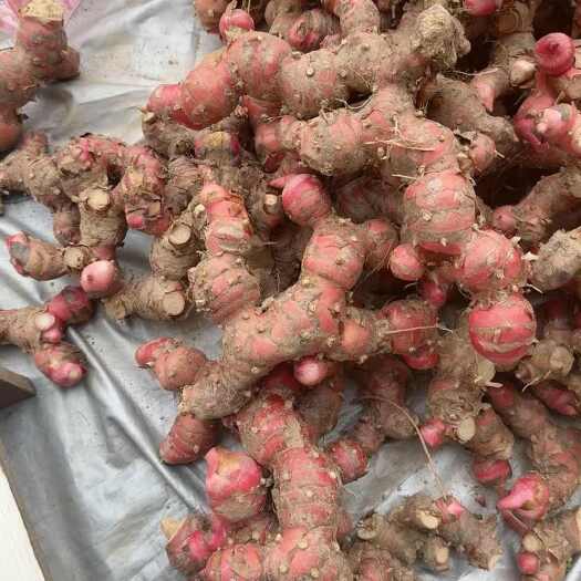 化州市广东茂名新鲜南姜 直供批发 品质优选 化州发货