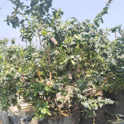 澄江市云南澄江三年老树蓝莓盆栽带花带果枝繁叶茂挂果约2-3公斤