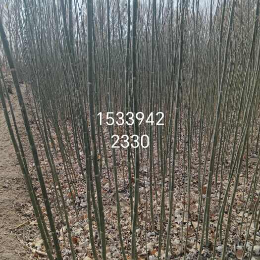 一年生1.5米起步新疆杨大量出售 两公分 三公分均有货