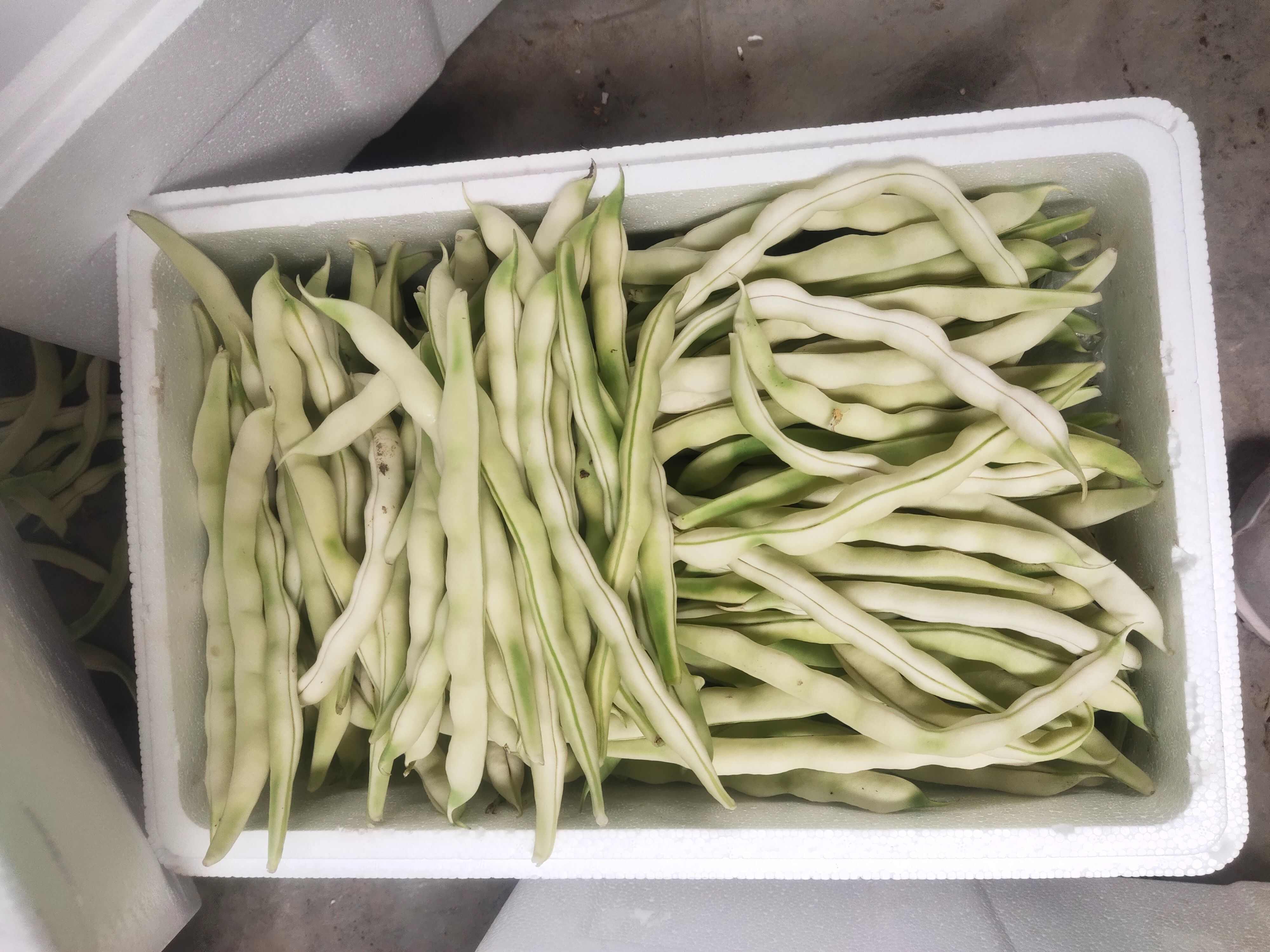 白玉豆