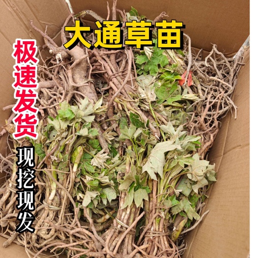 峨边县100棵大通草苗 下单现挖新鲜通草苗通草花