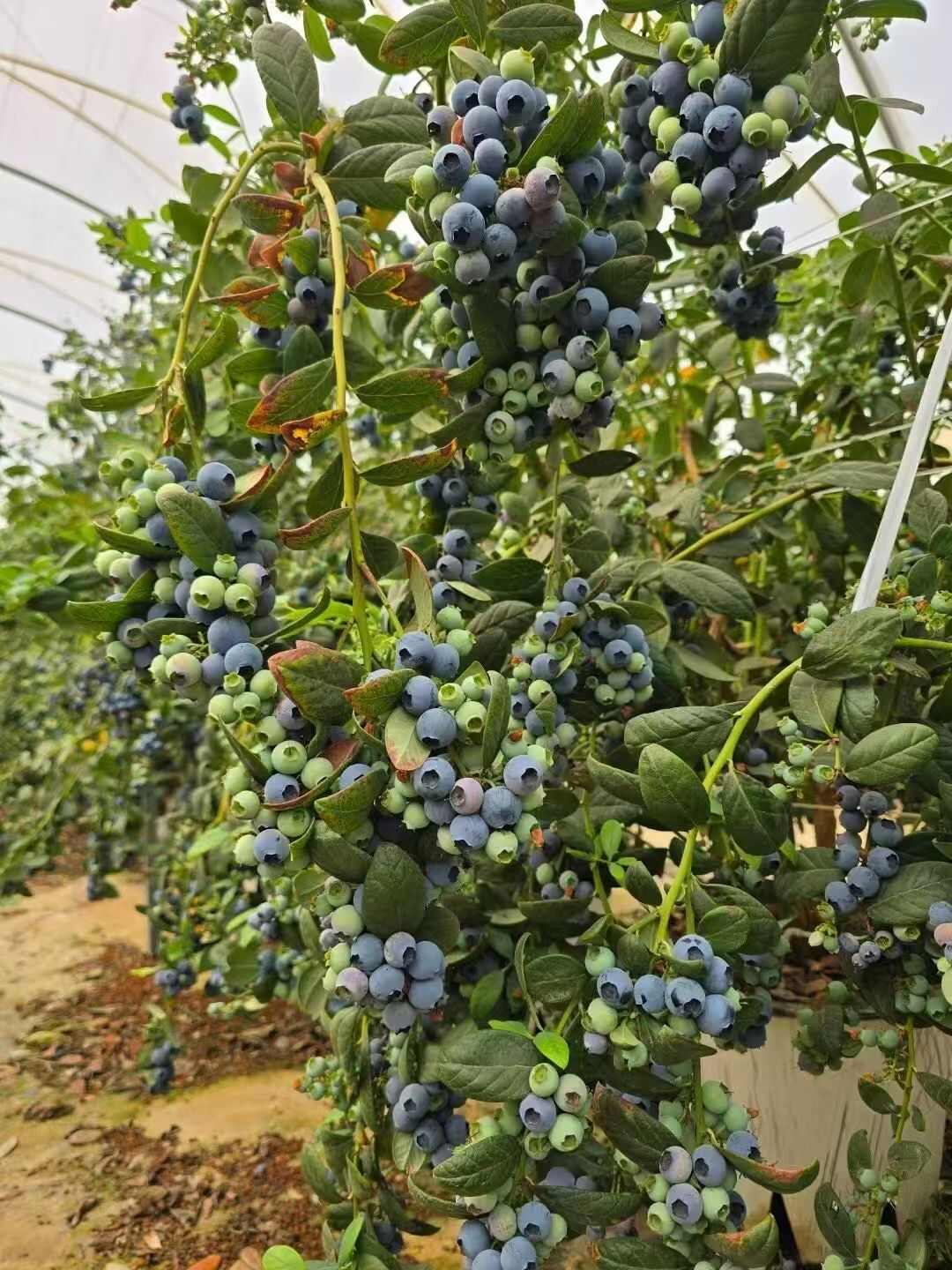 蓝莓专用基质 100升 酸性泥炭基质 蓝莓栽培基质