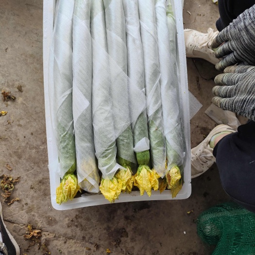 濮阳县鲜花精品丝瓜