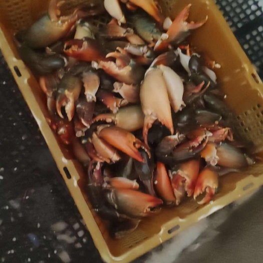 南宁青蟹腿，20只每公斤