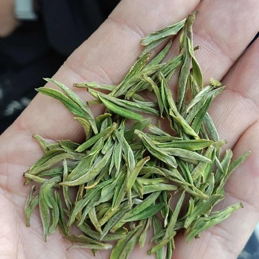 安吉县安吉白茶