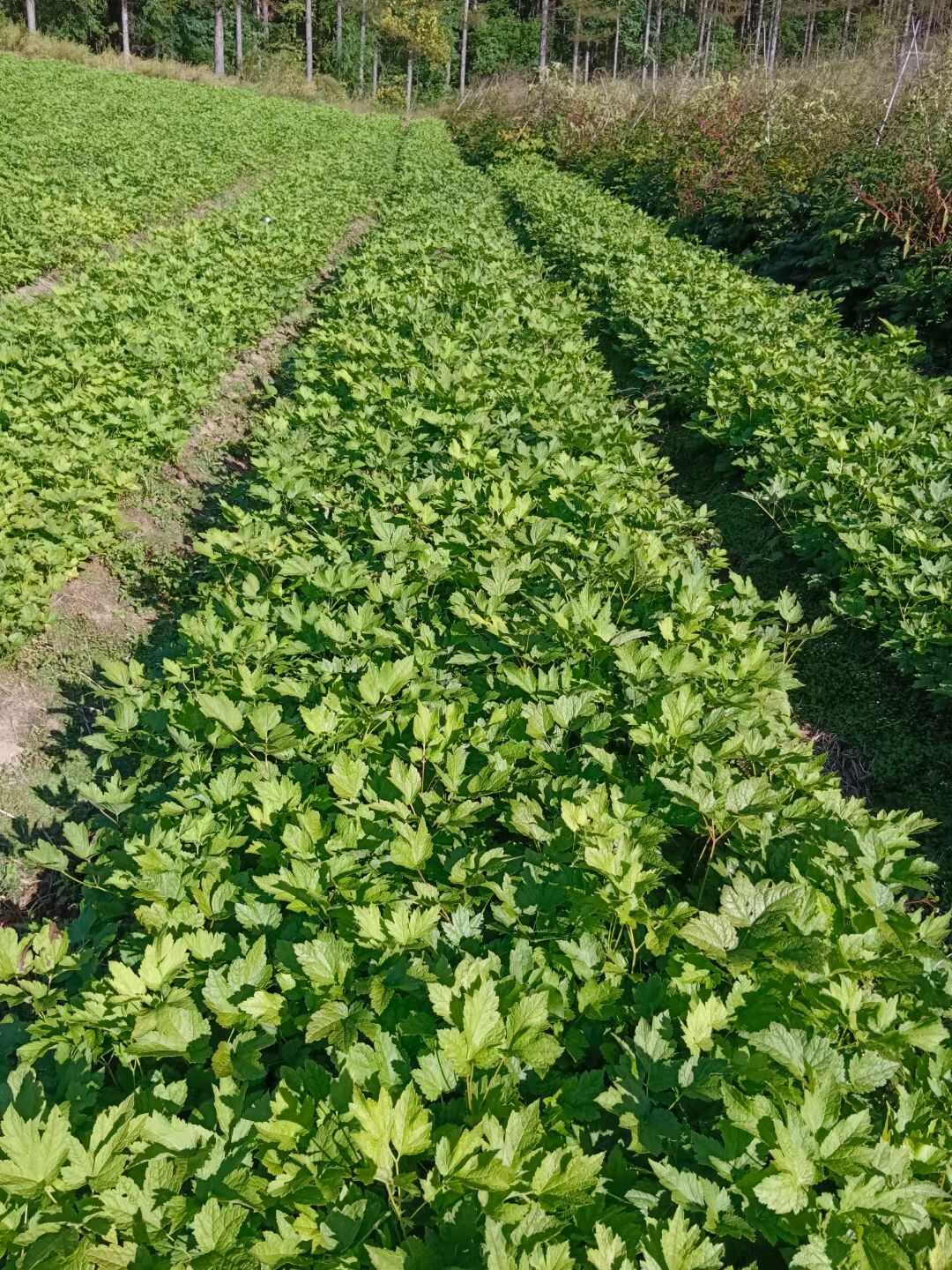 北升麻苗 兴安升麻苗 药食同源山野菜升麻苗
