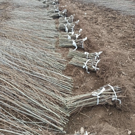 赞皇县金叶榆产地直销 金叶榆繁育基地