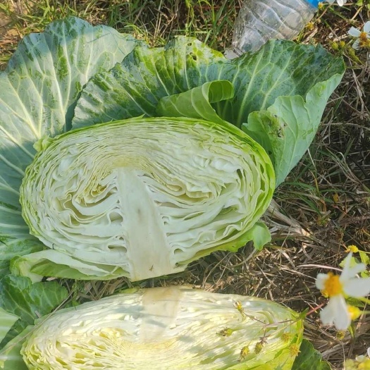 博白县京丰一号