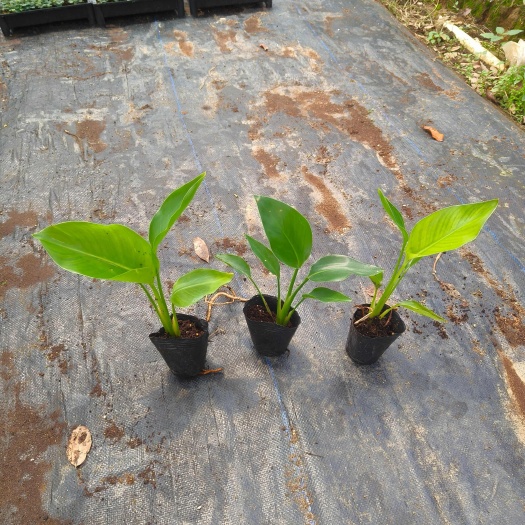 天堂鸟小杯苗室内盆栽花卉绿植庭院观叶植物四季常青美观