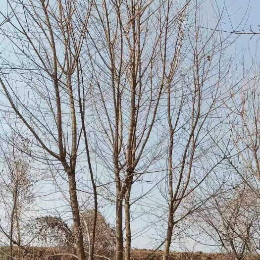 平陆县独本丛生五角枫树