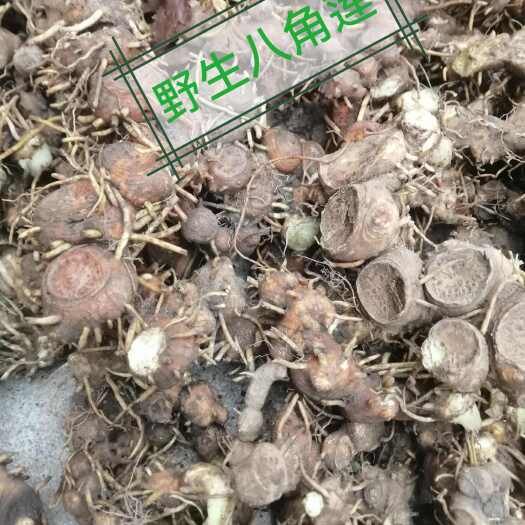 沅陵县八角莲：天然生长，湖南省沅陵县出产，一手货源，无硫晒干。