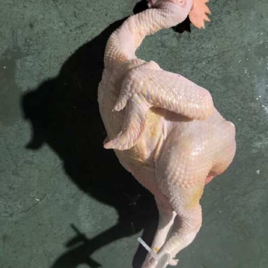 贵阳贵州贵阳新鲜白条鸡优质鸡肉产地直发