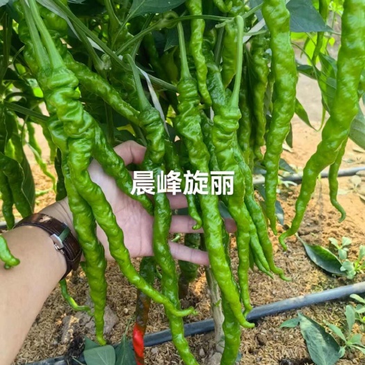 海口旋丽100全螺丝型线椒中早熟长26-32厘米左右厂家直发