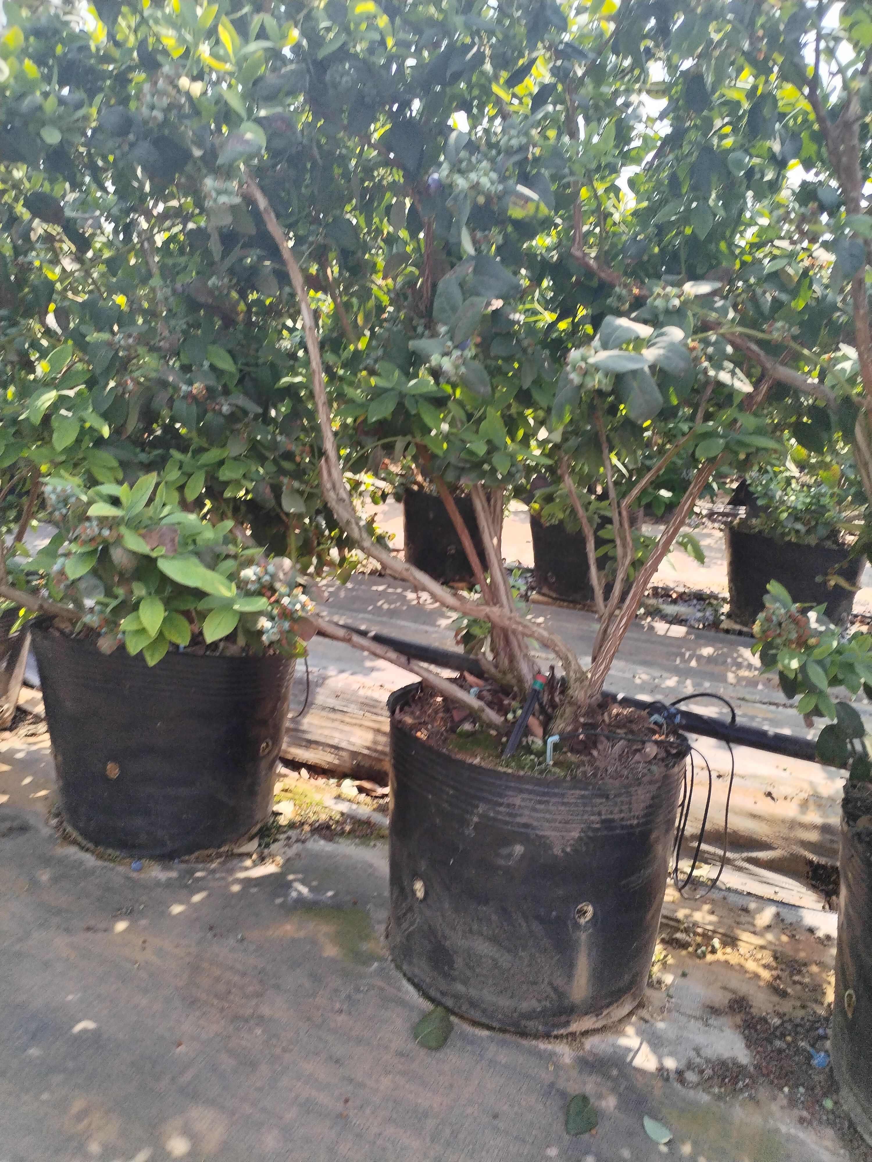 云南澄江三年老树蓝莓盆栽带花带果枝繁叶茂挂果约2-3公斤