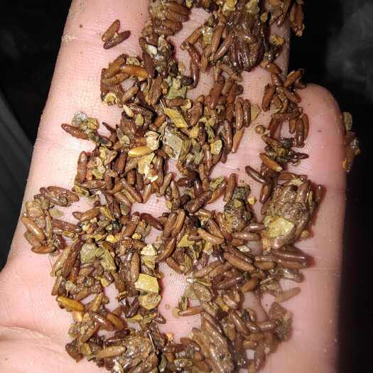 棉蝗蹬倒山卵（散粒，成串的都有）