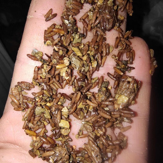 五莲县棉蝗蹬倒山卵（散粒，成串的都有）