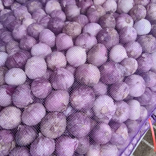 昆明2025年云南独蒜/独头蒜/大果
