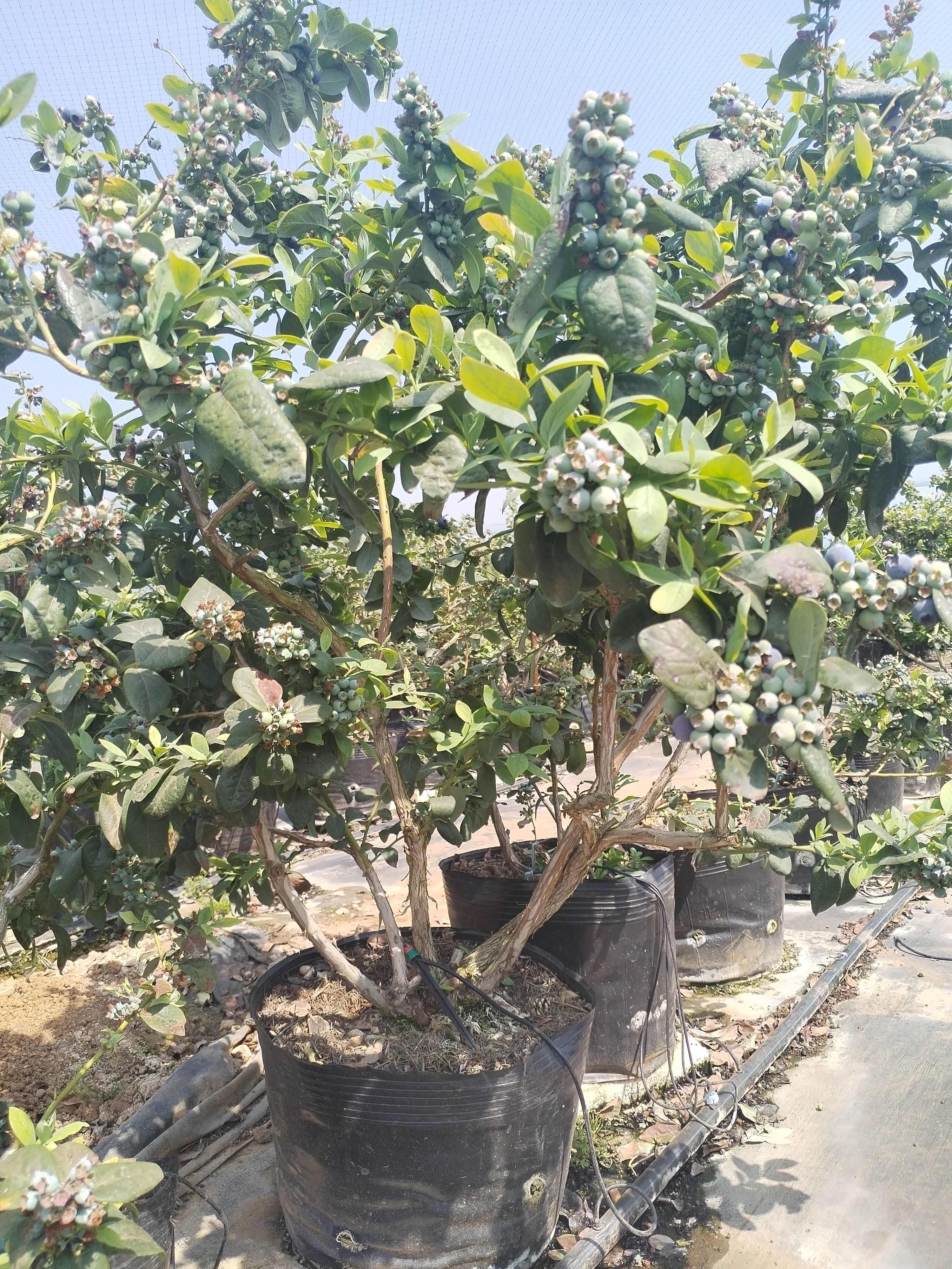 云南澄江三年老树蓝莓盆栽带花带果枝繁叶茂挂果约2-3公斤