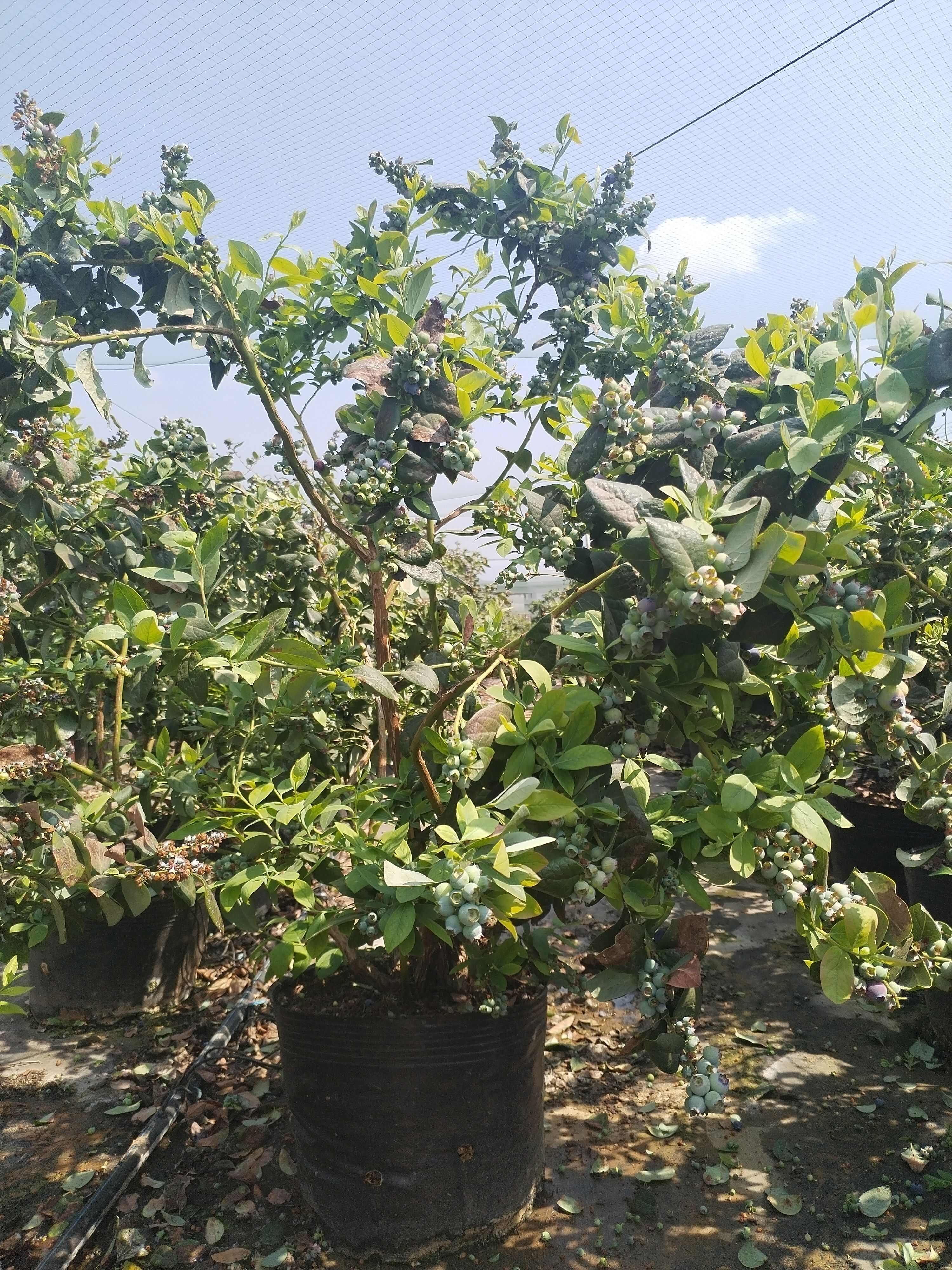 云南澄江三年老树蓝莓盆栽带花带果枝繁叶茂挂果约2-3公斤