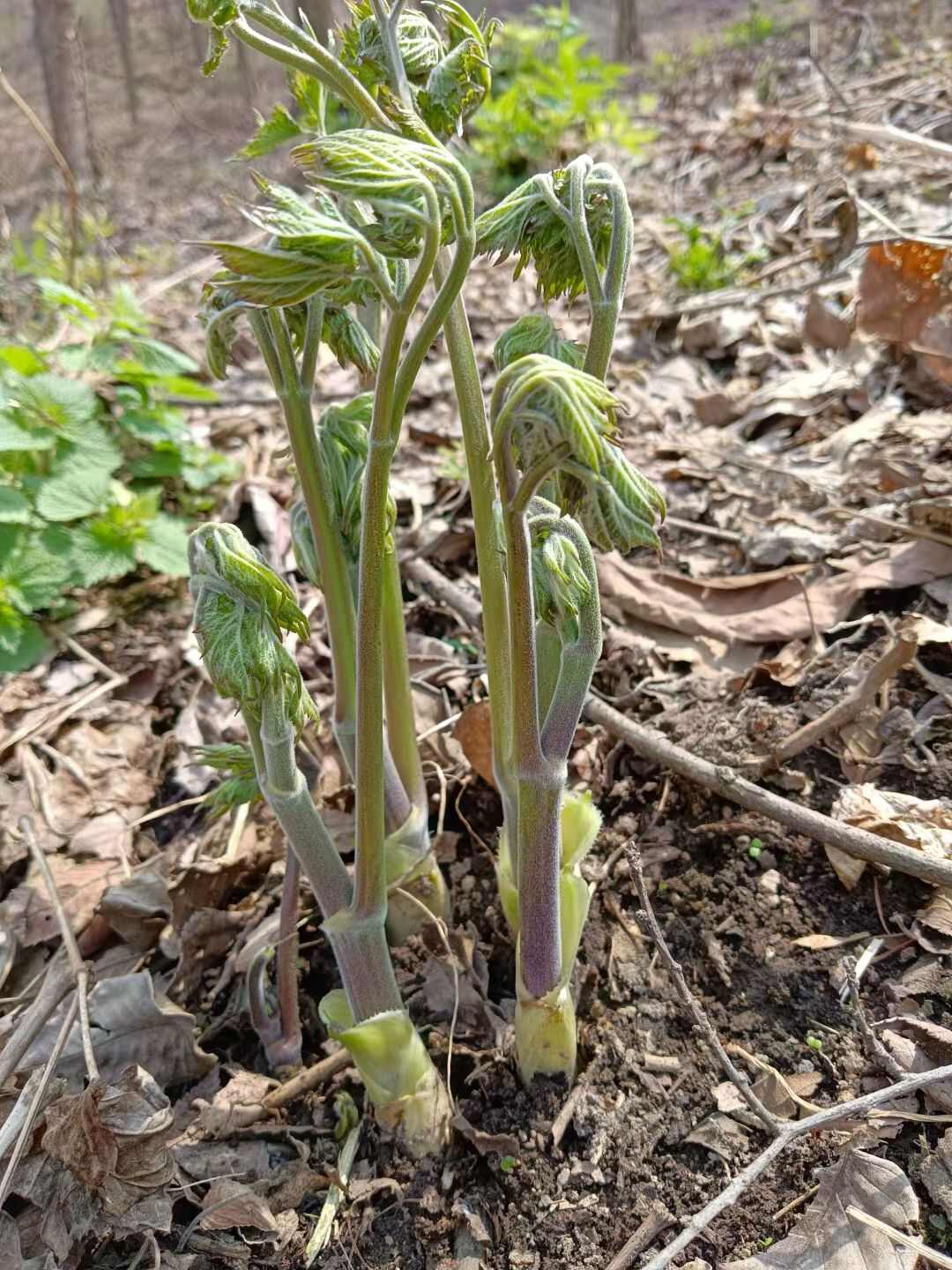 北升麻苗 兴安升麻苗 药食同源山野菜升麻苗
