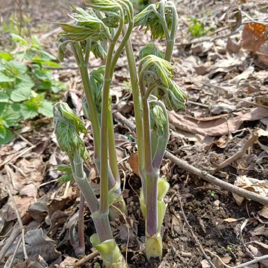 清原县北升麻苗 兴安升麻苗 药食同源山野菜升麻苗