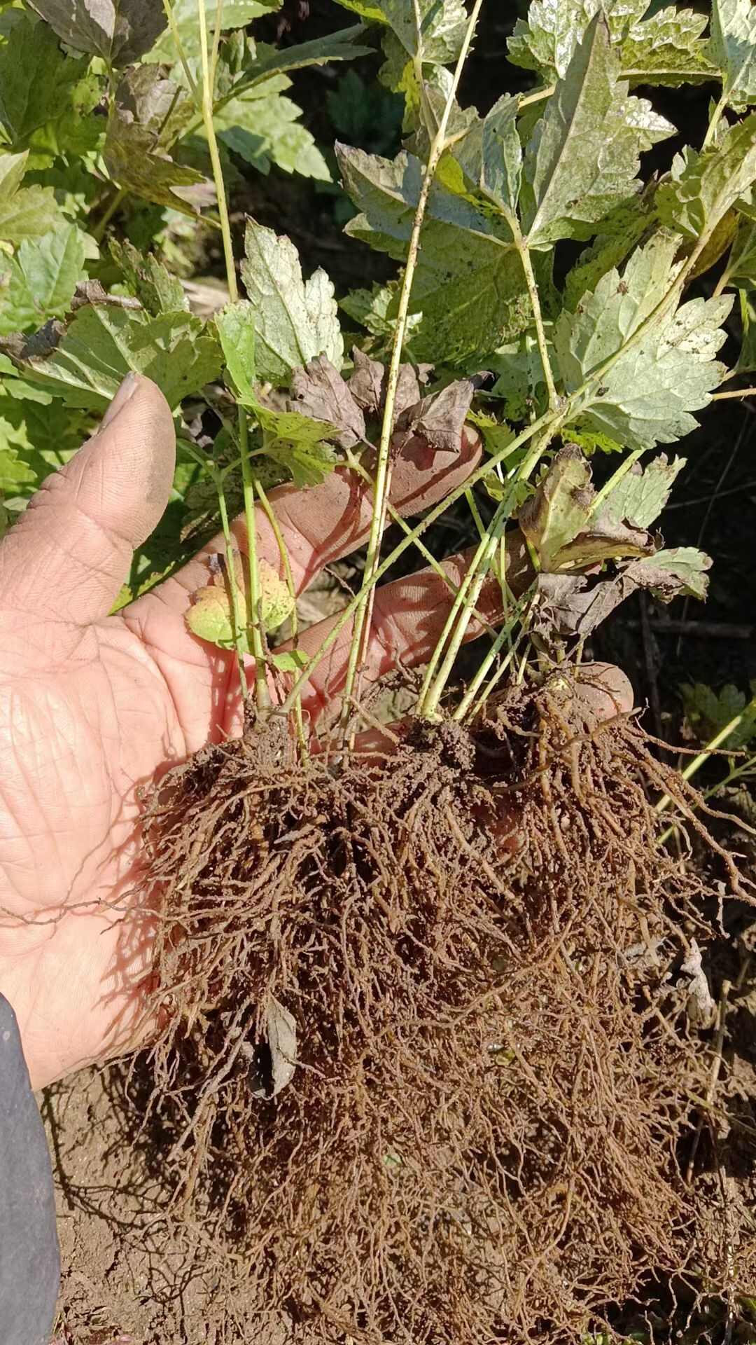 北升麻苗 兴安升麻苗 药食同源山野菜升麻苗