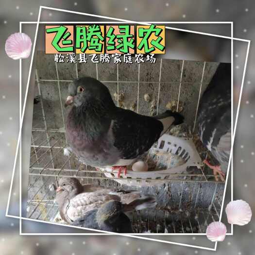 纯正五谷杂粮鸽子