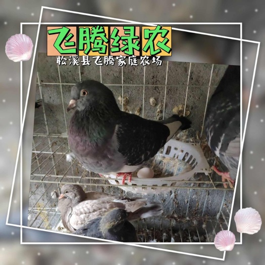 松溪县纯正五谷杂粮鸽子