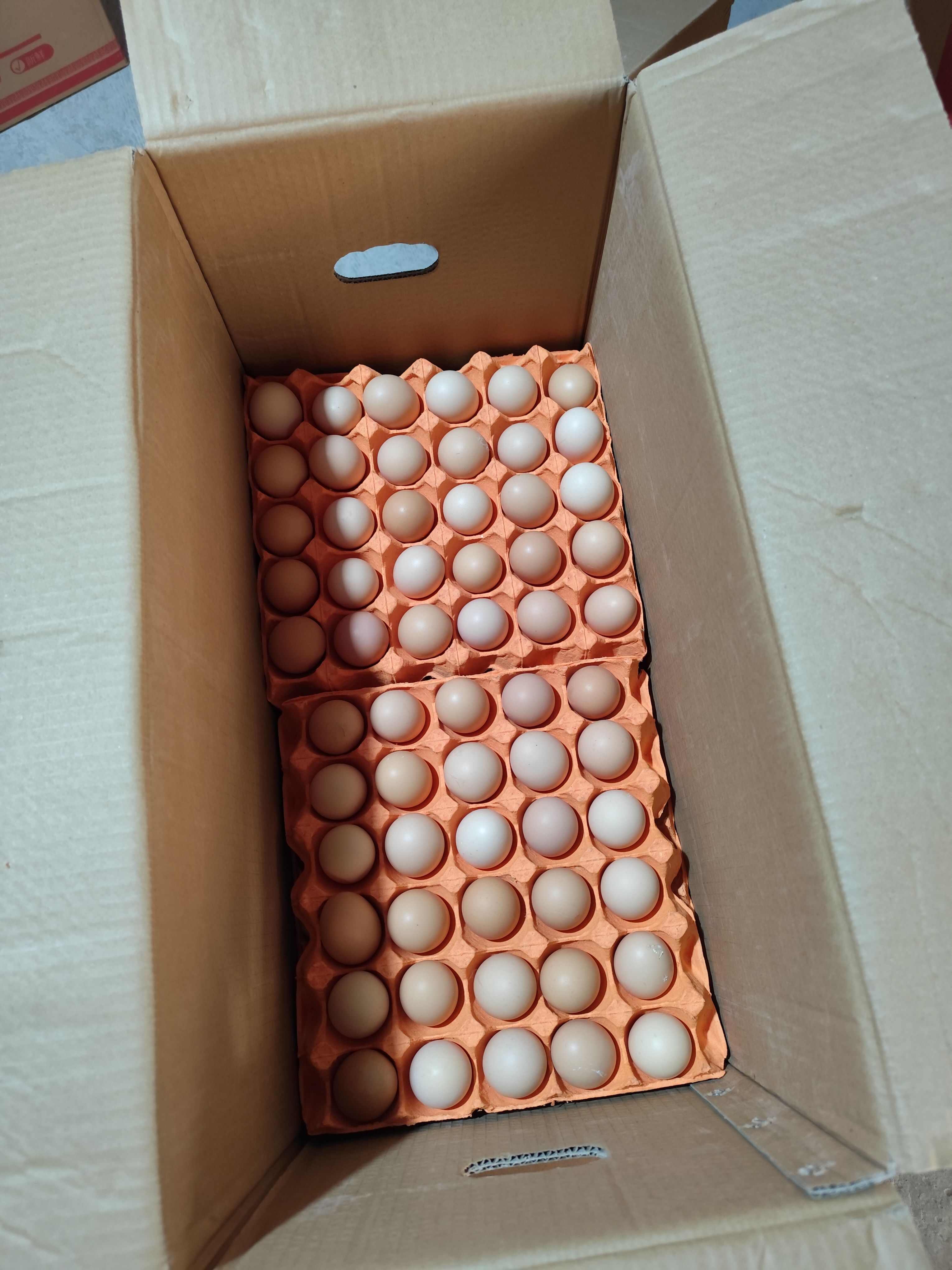 农五农二双色，新阳黑，粉八，诲蓝灰，荣德小黑鸡蛋