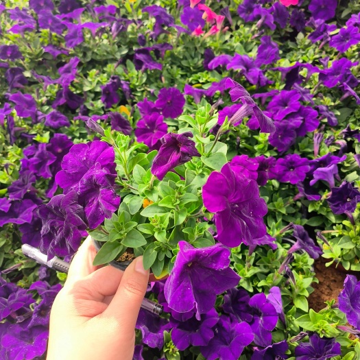 青州市绸缎蓝牵牛  有质感 爆花 温暖地区可过冬