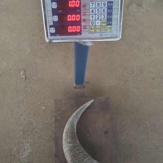 瑞丽市白水牛角