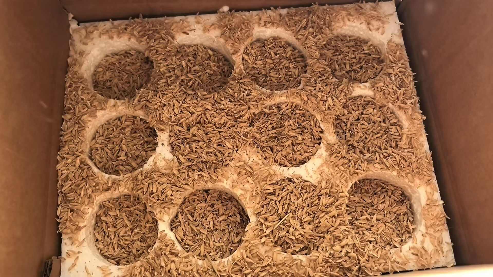 雁鹅蛋一件代发，12枚/件，冰点价格，对接各大电商。