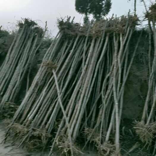 宁县刺槐大量出售，各种规格