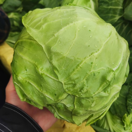 单县精品甘蓝，黄心软包菜