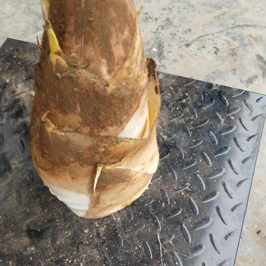 筠连县大量出售毛楠竹笋