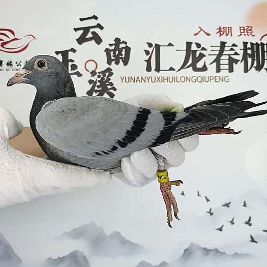 昭通云南昭通新鲜赛鸽活禽现抓现发当日配送鸽子肉质鲜嫩