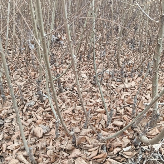 赞皇县金叶榆产地直销 金叶榆繁育基地 金叶榆大量出售