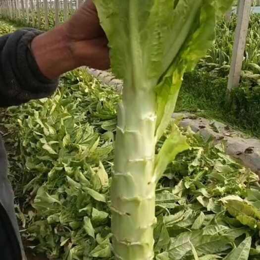 清丰县河南濮阳新鲜圆叶莴笋 产地直发 当日采摘 绿色健康蔬菜