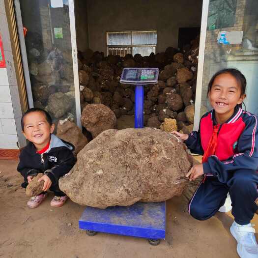 云南深山白茯苓场地直发新鲜现挖云南茯苓