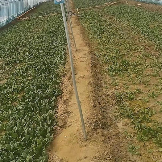 新鲜菠菜 直供山东德州宁津县 绿色健康 蔬菜 大蒜批发零售