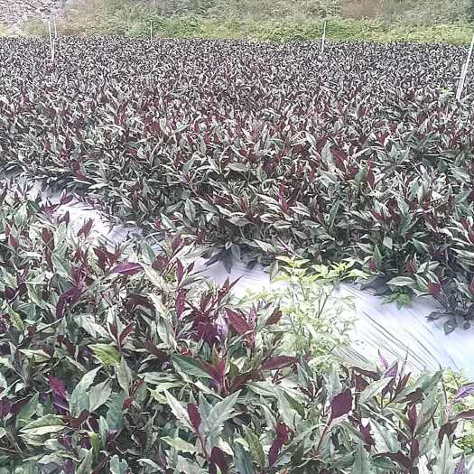 郁南县紫背菜，血皮菜