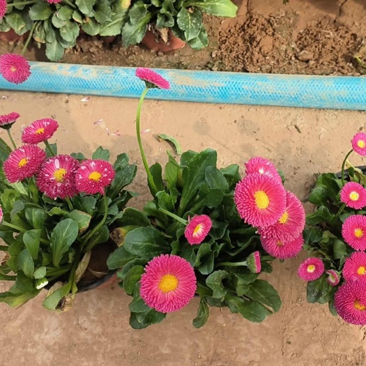 雏菊 小雏菊  大红 小粉