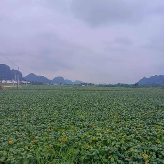 南宁大面积旱涝保收种植用地，水电路条件便利。