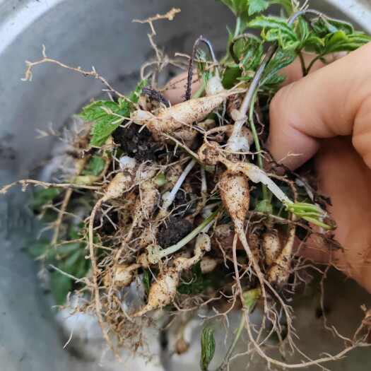 利川市湖北恩施大叶竹节参，优质竹节参种苗产地直发，抗病强