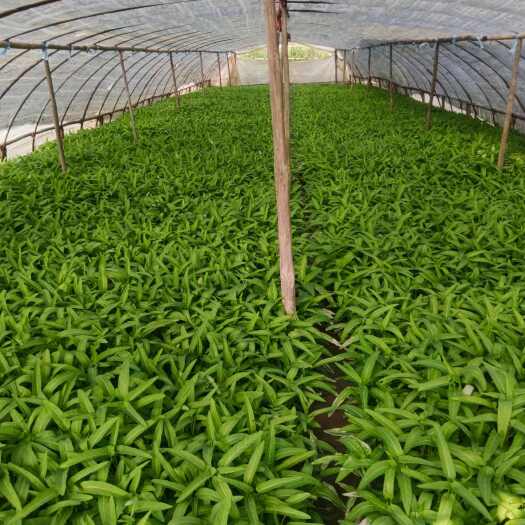 中山市大棚绿色空心菜
