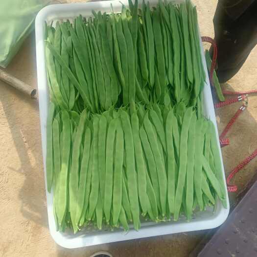 商河縣山東濟(jì)南商河縣扁蕓豆批發(fā)產(chǎn)地直供現(xiàn)摘現(xiàn)發(fā)